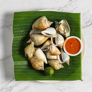 SEAFOOD, GONG-GONG (SMALL) (NEWTON #19)