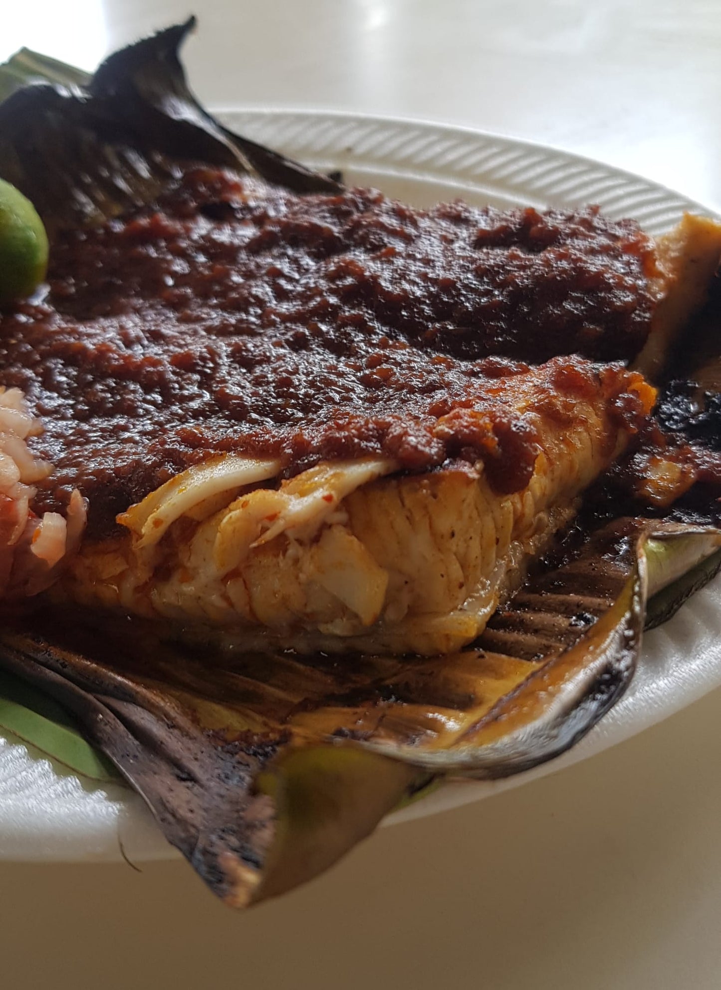 A1 BBQ STINGRAY (MEDIUM) (NEWTON #19)